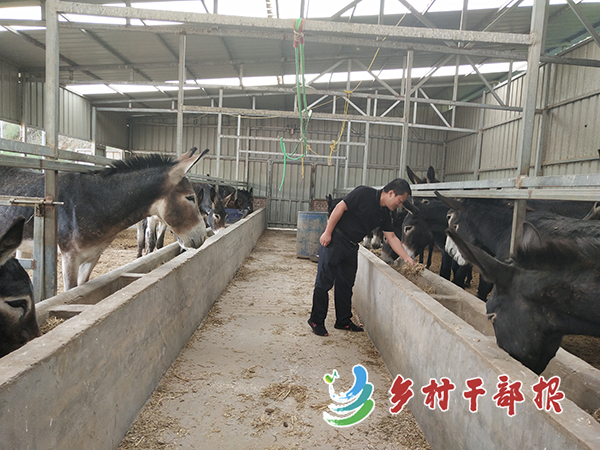 陜西圖為駐村工作隊(duì)隊(duì)長(zhǎng)朱亞?wèn)|在驢舍2.jpg